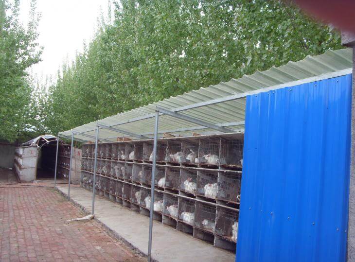 養兔基地