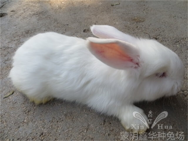 養(yǎng)長毛兔需要做哪些管理？