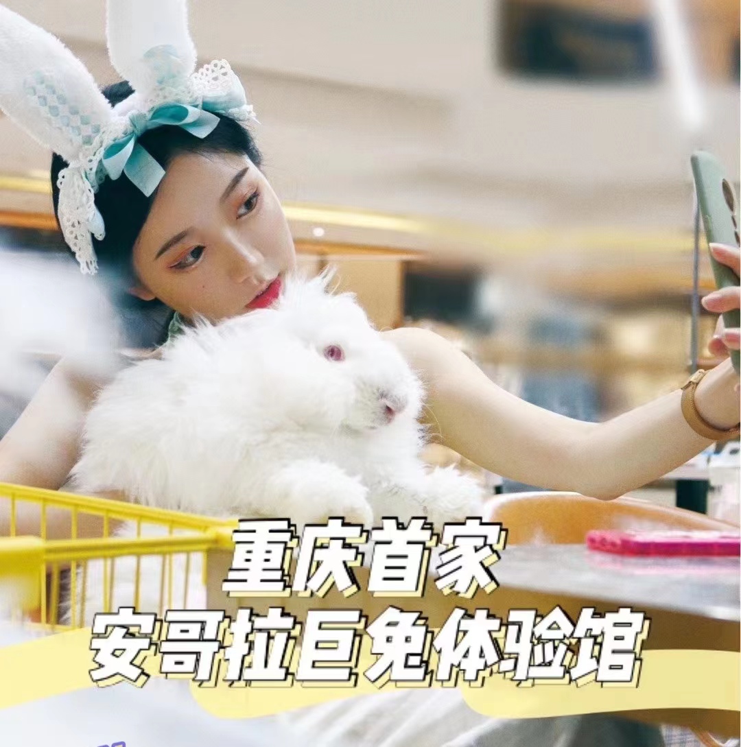 蒙陰長毛兔剪毛避坑！90%養殖戶踩過這些雷，剪毛5大禁忌+規范，避免皮膚感染、毛發難恢復